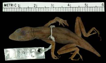 Media type: image;   Herpetology R-11285 Aspect: dorsal